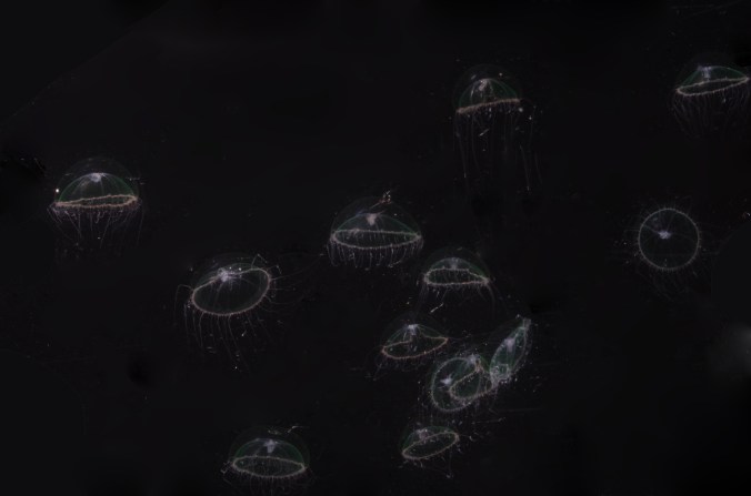 キタヒラクラゲ_2017.2.15