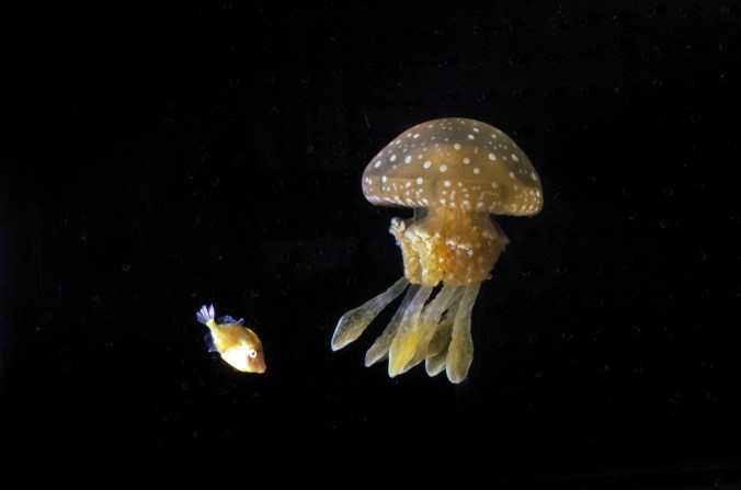 IMGP0627_タコクラゲ・ハギ.JPG