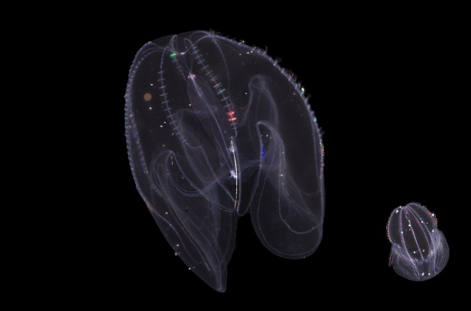 カブトクラゲ