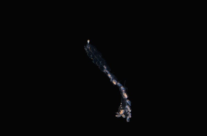 シダレザクラクラゲ