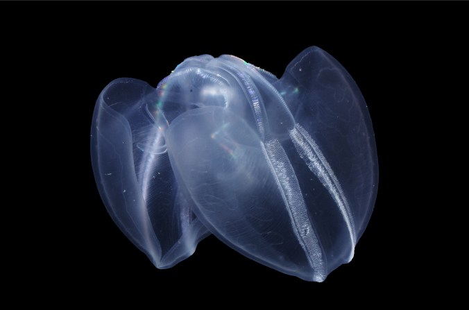 チョウクラゲ (野母崎)