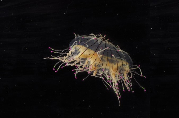 ハナガサクラゲ