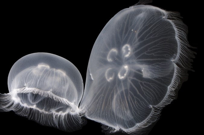 ミズクラゲ