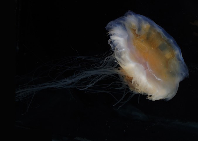 ユウレイクラゲ