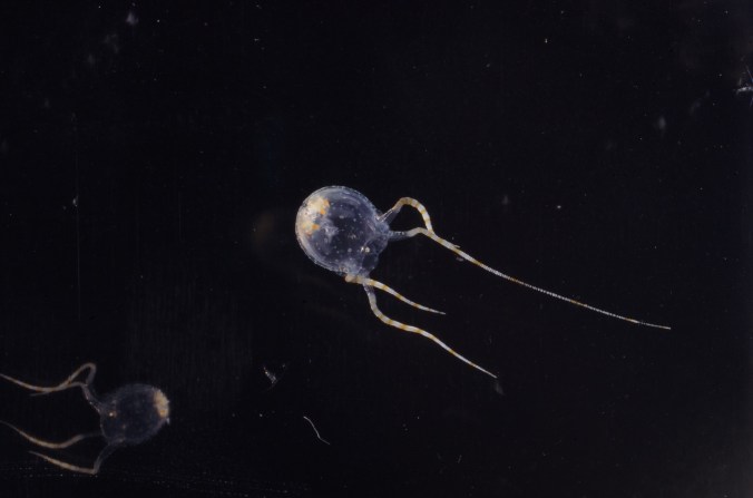 IMGP0294_ヒメアンドンクラゲ