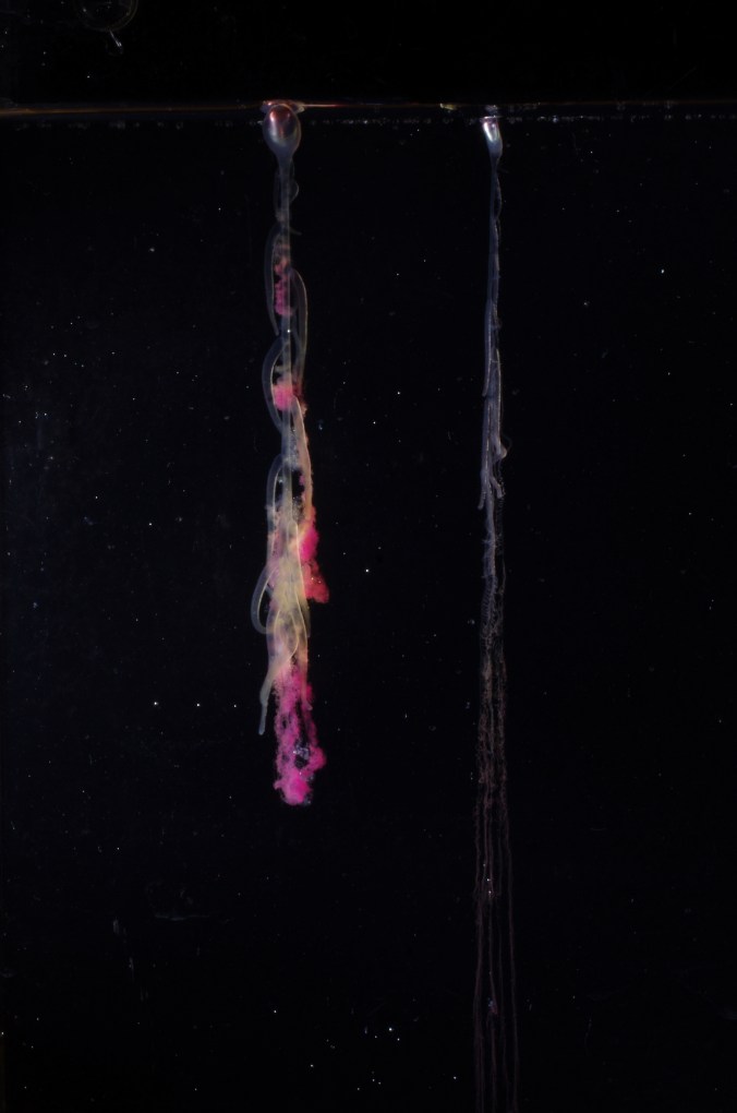 IMGP7376_ボウズニラ_縦