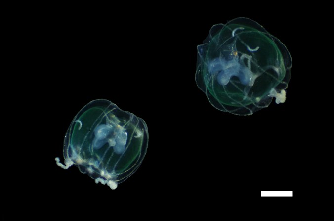 フクロソトエリクラゲ_20200110