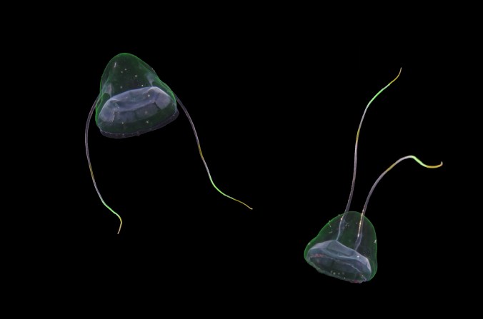 ヤジロベエクラゲ20190916_端島