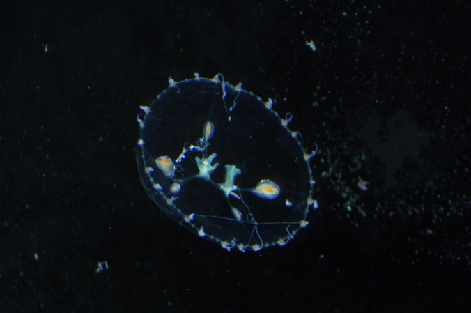 スギウラヤクチクラゲ_20200408