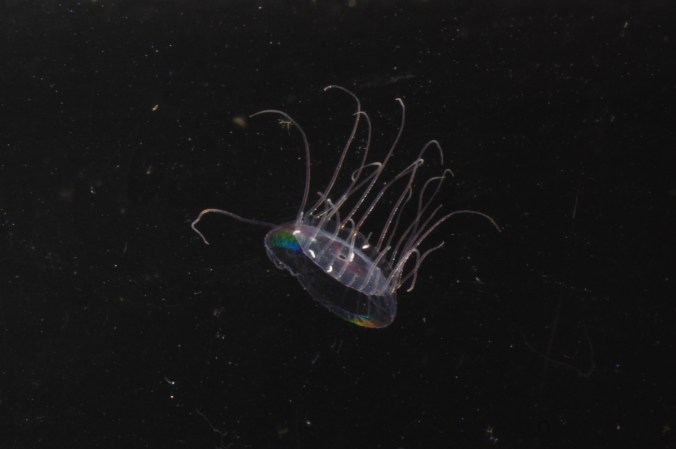 ニチリンクラゲ_20200408