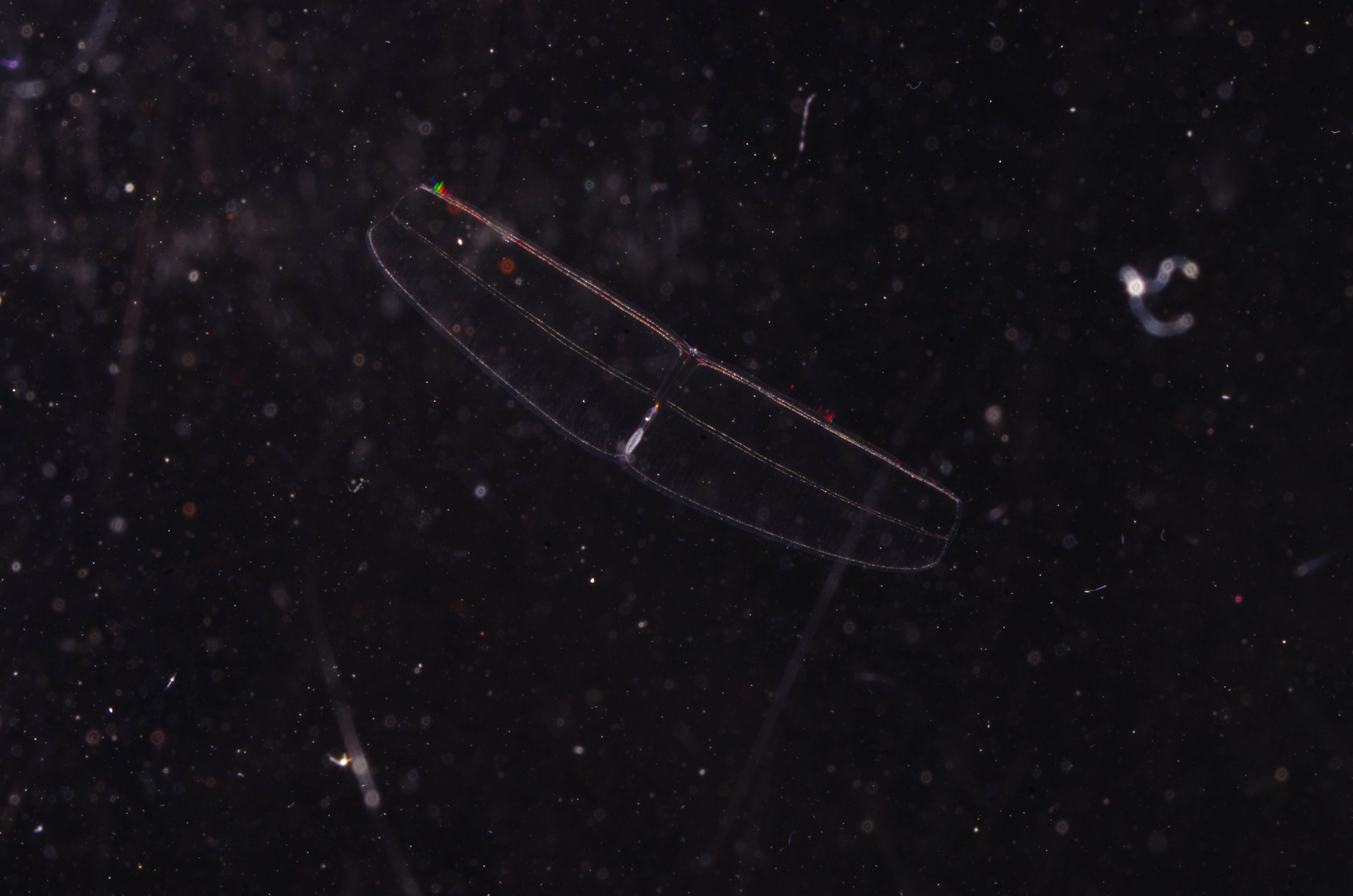 IMGP5444_オビクラゲ