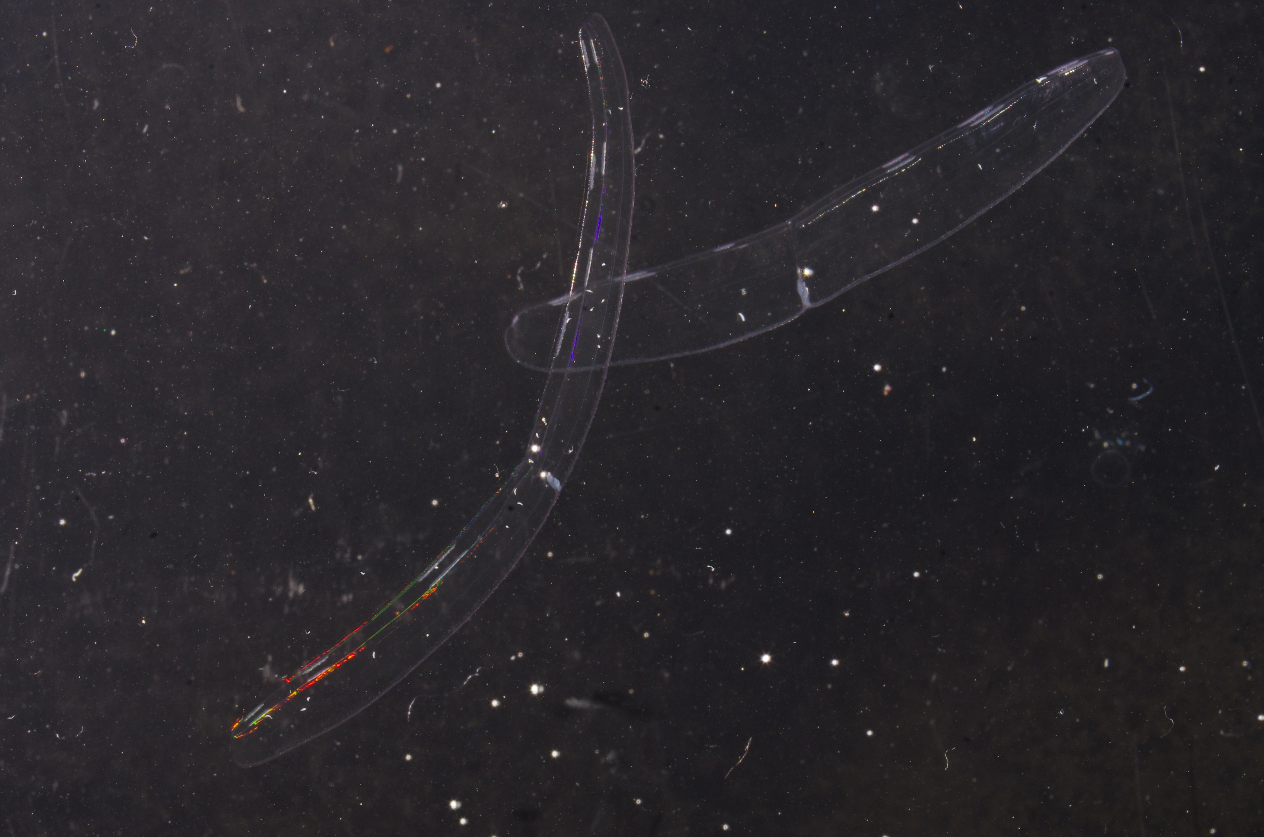 IMGP5463_オビクラゲ