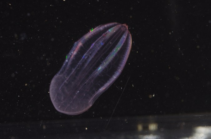 IMGP6041_アミガサクラゲ