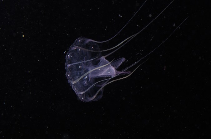 IMGP6091_オキクラゲ