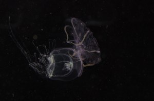 IMGP6111_オキクラゲ