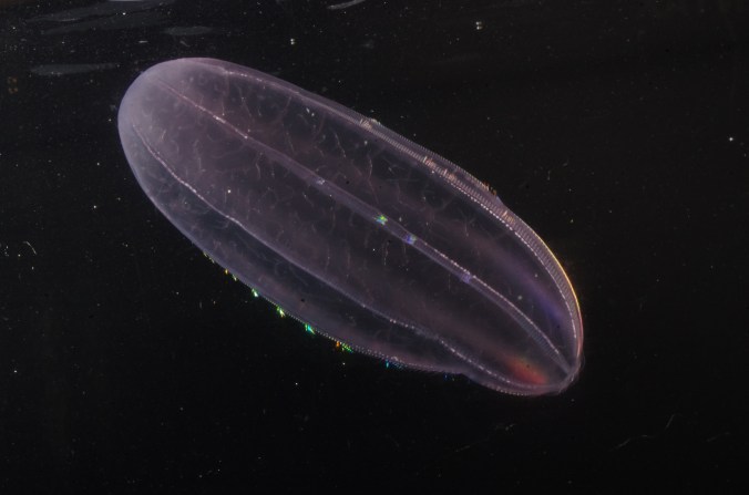 IMGP6184_ウリクラゲ_黄色個体